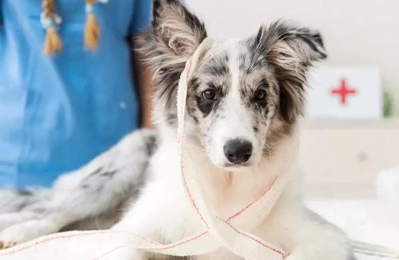 Как поступить, если вашу собаку покусала другая собака?