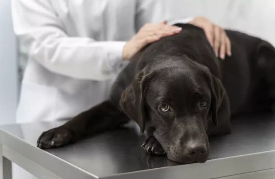 Что делать если вы обнаружили клеща на собаке?