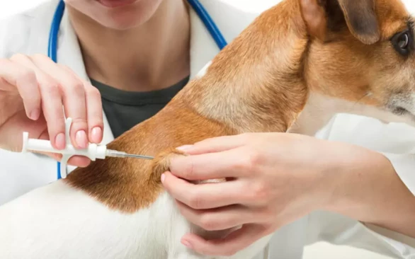 Что необходимо знать о чипировании питомцев