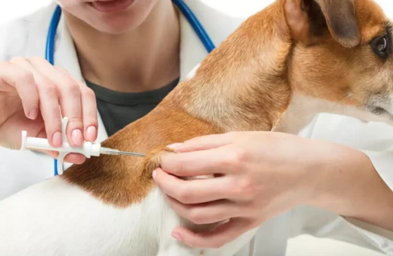 Что необходимо знать о чипировании питомцев