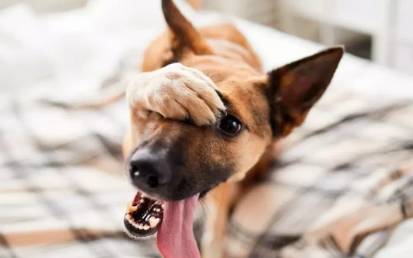 У питомца блохи, как с ними бороться?