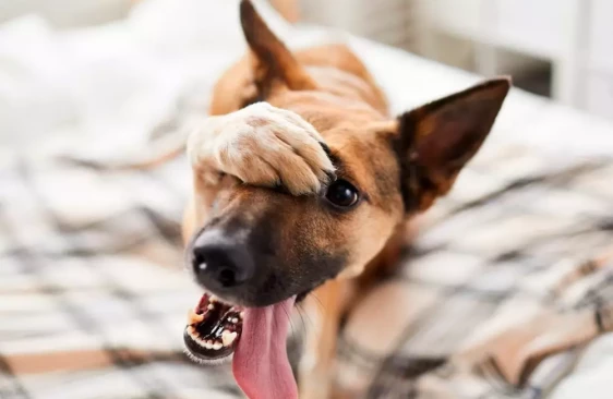 У питомца блохи, как с ними бороться?