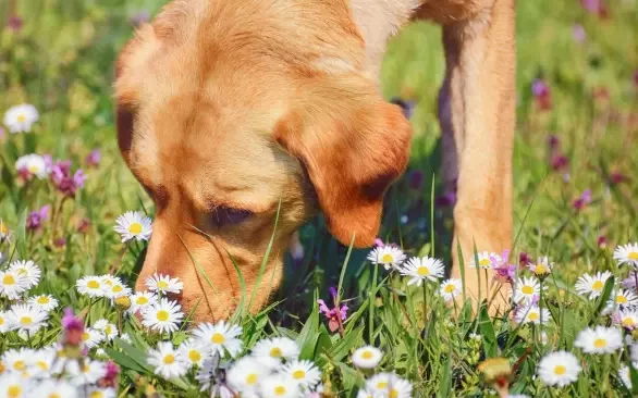 ЖУЖЖАЩИЕ "ИГРУШКИ" ИЛИ ЧТО ДЕЛАТЬ, КОГДА УКУСИЛО НАСЕКОМОЕ