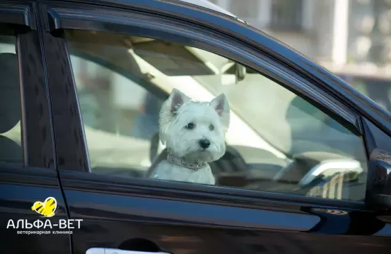 ТЕПЛОВОЙ УДАР: ЧТО ЭТО И КАК ПОМОЧЬ ПИТОМЦУ?