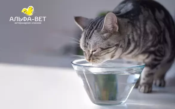 КАК ПОНЯТЬ, ЧТО ПИТОМЕЦ ОБЕЗВОЖЕН?