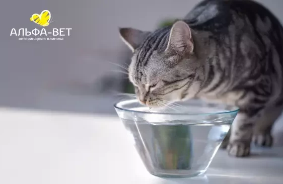 КАК ПОНЯТЬ, ЧТО ПИТОМЕЦ ОБЕЗВОЖЕН?