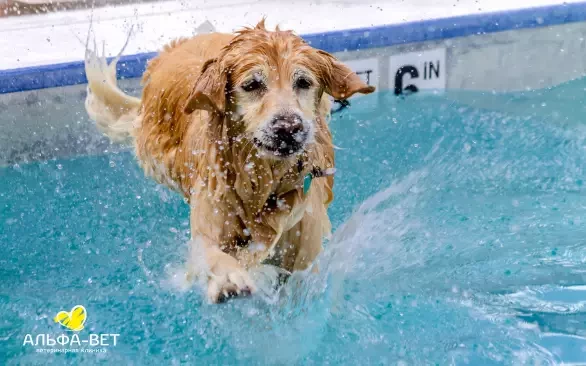 ВОДНЫЕ ИГРЫ: КАК ИЗБЕЖАТЬ ОПАСНОСТИ