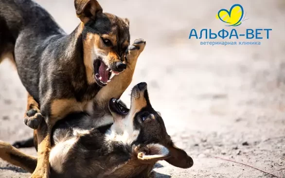 БЕШЕНСТВО: ОПАСНАЯ БЛИЗОСТЬ