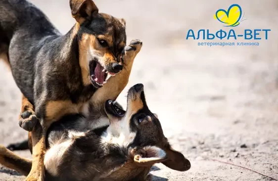 БЕШЕНСТВО: ОПАСНАЯ БЛИЗОСТЬ