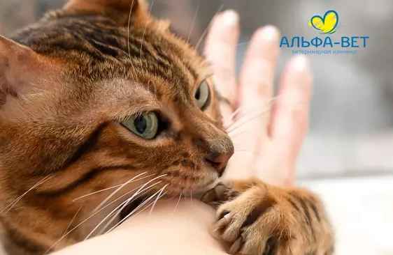 УКУС С ПОСЛЕДСТВИЯМИ