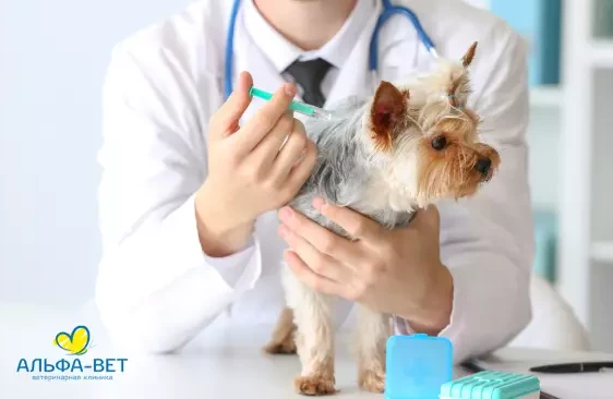 ЗАЩИТА ОТ БЕШЕНСТВА ДЛЯ ВАШЕГО ЛЮБИМЦА