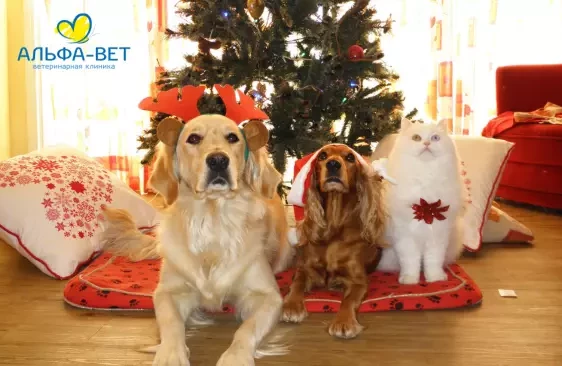 ПРИГЛАШАЕМ ПИТОМЦЕВ НА ВЕЧЕРИНКУ