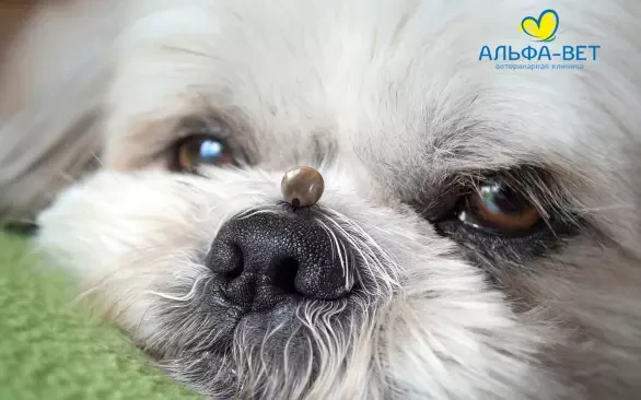 КЛЕЩИ ЗИМОЙ!? СЕРЬЕЗНО!?