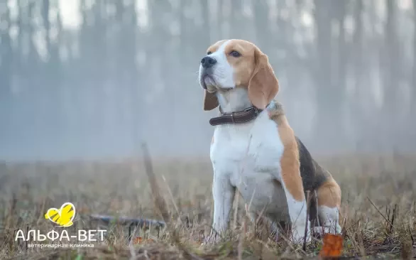 КАК ЗАЩИТИТЬ ЛЮБИМЦА ОТ КЛЕЩЕЙ?