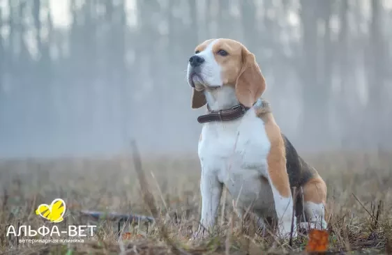 КАК ЗАЩИТИТЬ ЛЮБИМЦА ОТ КЛЕЩЕЙ?