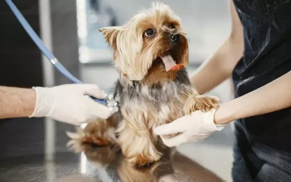 Проверяют зубы и слушают сердце: что происходит на первом приеме у ветврача, и как подготовить к нему питомца?