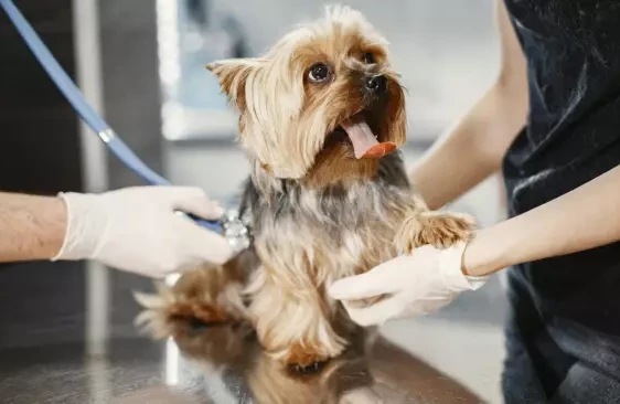 Проверяют зубы и слушают сердце: что происходит на первом приеме у ветврача, и как подготовить к нему питомца?