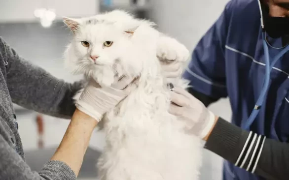 “Чип – не GPS-трекер, по которому можно найти котика”: зачем чипировать животных и как правильно их вакцинировать?