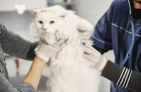 “Чип – не GPS-трекер, по которому можно найти котика”: зачем чипировать животных и как правильно их вакцинировать?