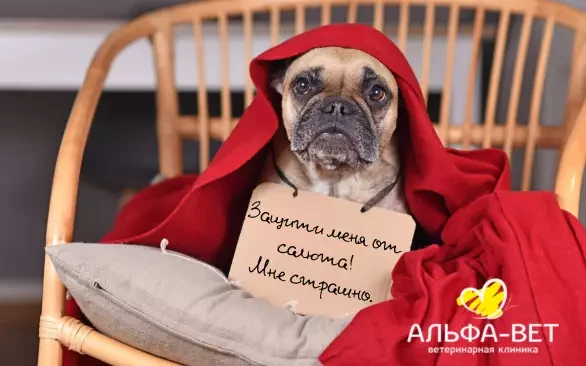 КАК ПОМОЧЬ ПИТОМЦУ ПЕРЕЖИТЬ САЛЮТ?