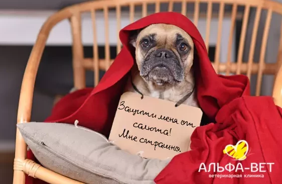 КАК ПОМОЧЬ ПИТОМЦУ ПЕРЕЖИТЬ САЛЮТ?