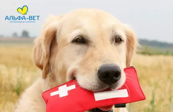 СОБИРАЕМ АПТЕЧКУ ДЛЯ ОТДЫХА