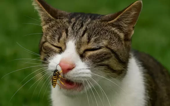 Не только клещи: 7 опасностей, которые подстерегают домашних питомцев летом