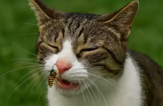 Не только клещи: 7 опасностей, которые подстерегают домашних питомцев летом