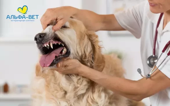 “Никакого “природного механизма” нет”. Ветеринарный стоматолог объяснила, зачем чистить зубы питомцам