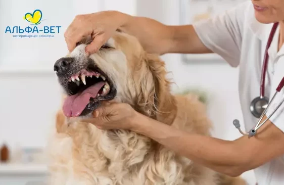 “Никакого “природного механизма” нет”. Ветеринарный стоматолог объяснила, зачем чистить зубы питомцам