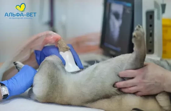 Как делают УЗИ домашним животным и почему рентген – только по направлению? Спросили у ветеринарных врачей