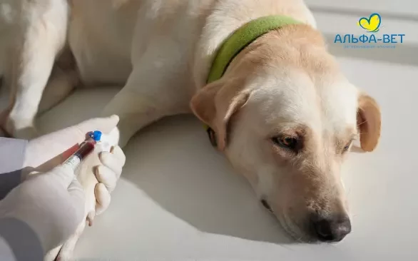 Голодная диета, чистый лоток и…терпение: как подготовить питомца к анализам и что благодаря им можно узнать?