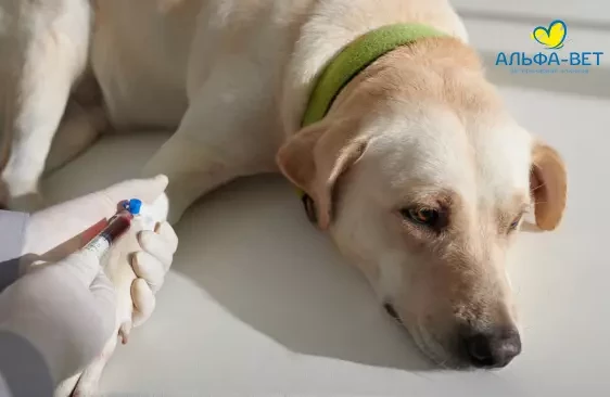 Голодная диета, чистый лоток и…терпение: как подготовить питомца к анализам и что благодаря им можно узнать?