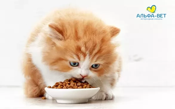 Еда со стола под запретом. Как правильно кормить домашнего питомца, и зачем котику мочить бочок?