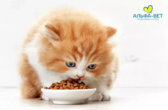 Еда со стола под запретом. Как правильно кормить домашнего питомца, и зачем котику мочить бочок?