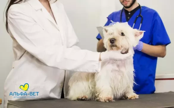 “Еще утром всё было нормально, а к вечеру животное страдает от боли”. Что делать, если у питомца камни в мочевом пузыре?