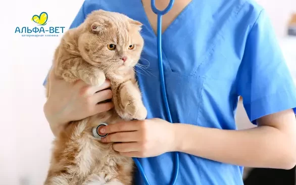 “Можем даже подержать пациента на ручках”. Каких питомцев направляют в стационар, а кого туда не возьмут?