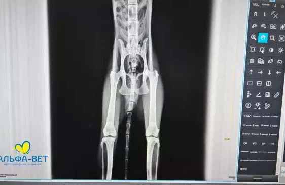 РЕНТГЕНОДИАГНОСТИКА: КАК ВИДЕТЬ ТО, ЧТО СКРЫТО