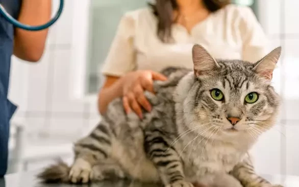 У собак – кашель, у кошек – учащенное дыхание. Какие еще симптомы говорят о проблеме с сердцем у питомца?