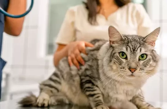 У собак – кашель, у кошек – учащенное дыхание. Какие еще симптомы говорят о проблеме с сердцем у питомца?