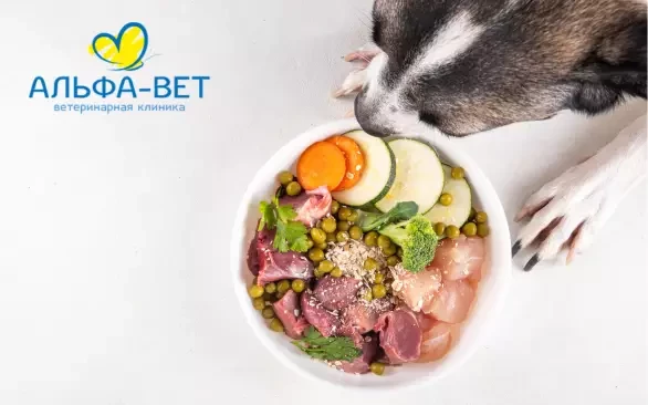 ЗДОРОВЬЕ ЛЮБИМЦА НАЧИНАЕТСЯ С МИСКИ