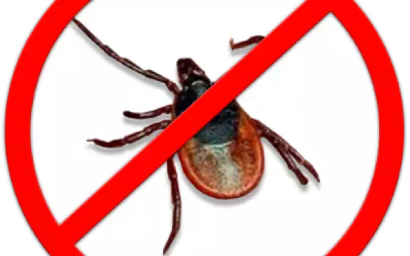 Внимание, начался сезон пироплазмоза! Защитите вашего питомца!