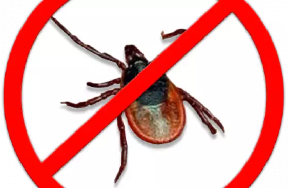 Внимание, начался сезон пироплазмоза! Защитите вашего питомца!