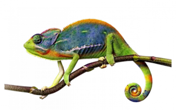 Новый специалист по лечению экзотически видов животных