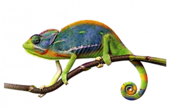 Новый специалист по лечению экзотически видов животных