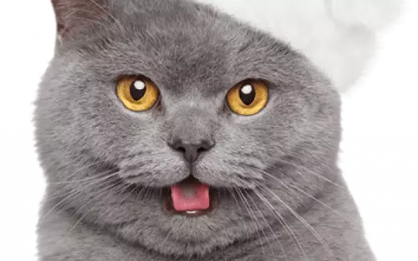 С Новым годом и Рождеством!