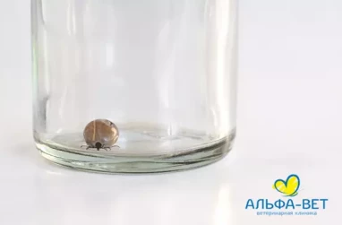 КЛЕЩИ: ЧТО ЭТО ЗА «ЗВЕРИ»?