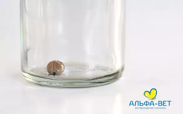 КЛЕЩИ: ЧТО ЭТО ЗА «ЗВЕРИ»?