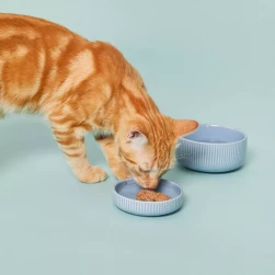 Составление рациона клинического